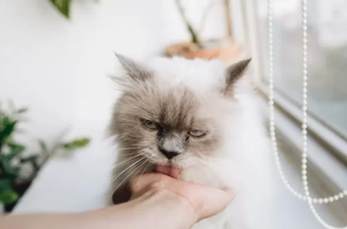 Is Vaseline Safe For Open Cats Wounds - What Should You Pay Attention to