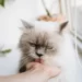 Is Vaseline Safe For Open Cats Wounds - What Should You Pay Attention to