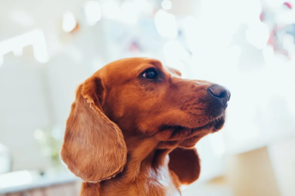 Can I Use Vaseline for Ear Mites in Dogs - Fact or Fiction?