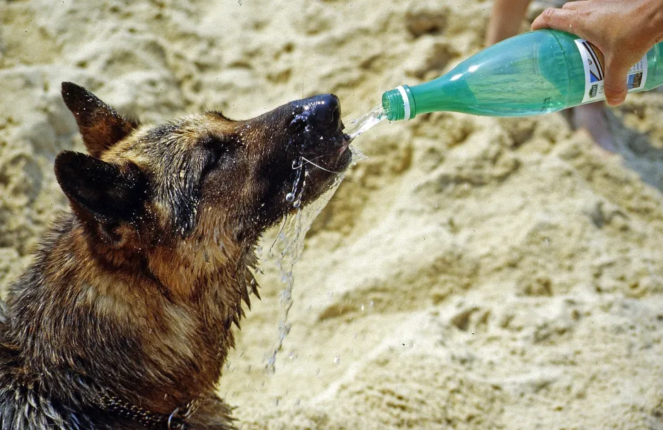 Can My Dog Drink Apple Juice? You Should Know!