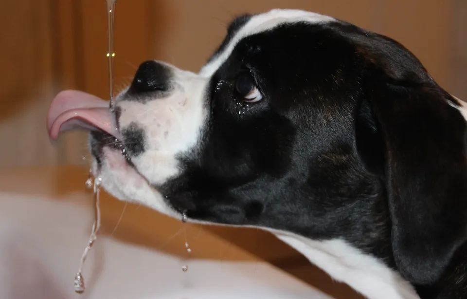 Can My Dog Drink Apple Juice? You Should Know!