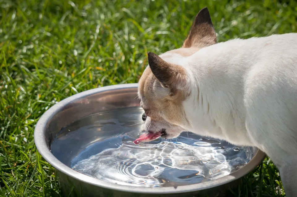 Can My Dog Drink Apple Juice? You Should Know!