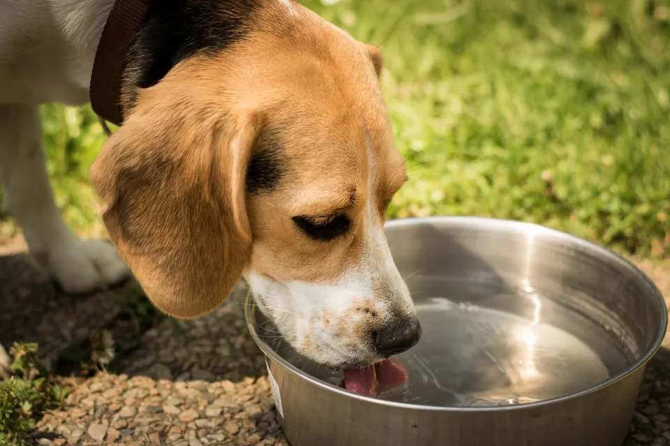 Can My Dog Drink Apple Juice? You Should Know!